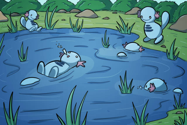 Woopers Pond Pull Box x10